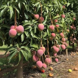 Keitt Grafted Mango Live Plant - 12-18
