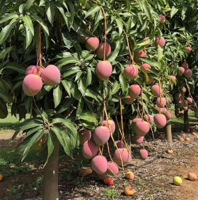 Keitt Grafted Mango Live Plant - 12-18" Tall - Tropical Fruit Tree - Image 3