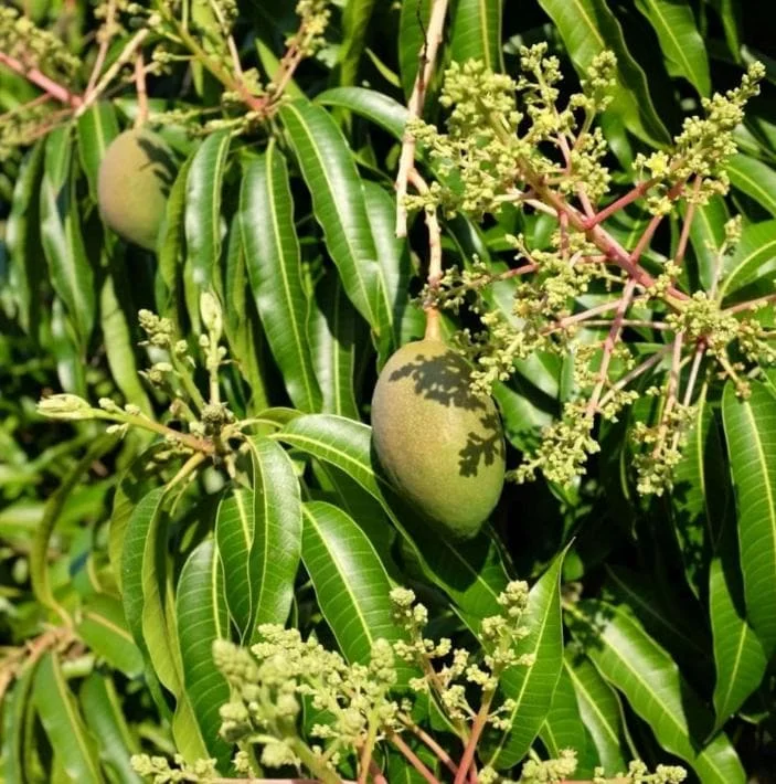 Keitt Grafted Mango Live Plant - 12-18" Tall - Tropical Fruit Tree - Image 4