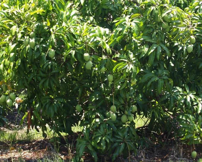 Keitt Grafted Mango Live Plant - 12-18" Tall - Tropical Fruit Tree - Image 5