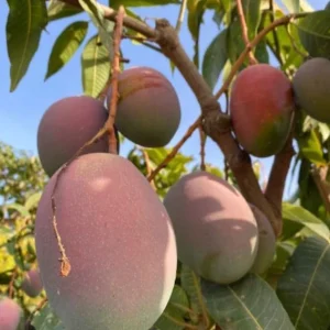 Keitt Grafted Mango Live Plant - 12-18" Tall - Tropical Fruit Tree - Image 1