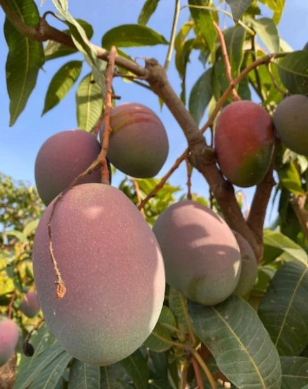 Keitt Grafted Mango Live Plant - 12-18" Tall - Tropical Fruit Tree - Image 1