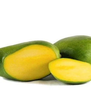 Keitt Mango Tree Live Plant – Grafted – 1 Foot Tall – Ship in 6" Pot - Image 1