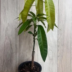 Keitt Mango Tree Live Plant - Grafted Dwarf Variety, 1/2 Gallon Pot, Fruit Bearing - Image 2