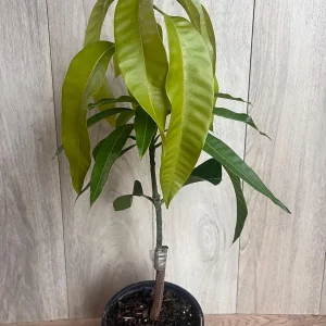 Keitt Mango Tree Live Plant - Grafted Dwarf Variety, 1/2 Gallon Pot, Fruit Bearing - Image 3