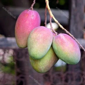 Keitt Mango Tree Live Plant - Grafted Dwarf Variety, 1/2 Gallon Pot, Fruit Bearing - Image 1