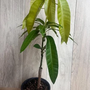 Keitt Mango Tree Live Plant - Grafted Dwarf Variety, 1/2 Gallon Pot, Fruit Bearing - Image 4