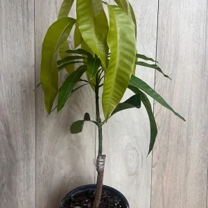 Keitt Mango Tree Live Plant - Grafted Dwarf Variety, 1/2 Gallon Pot, Fruit Bearing - Image 5
