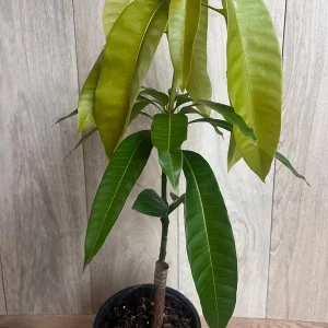 Keitt Mango Tree Live Plant - Grafted Dwarf Variety, 1/2 Gallon Pot, Fruit Bearing - Image 7