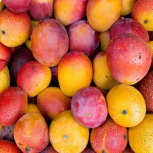 Kent Mango Live Plant – 12-16 Inches Tall – Fruit Tree – 1 Gallon Pot - Image 3