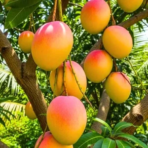 Kent Mango Live Plant – 12-16 Inches Tall – Fruit Tree – 1 Gallon Pot - Image 1