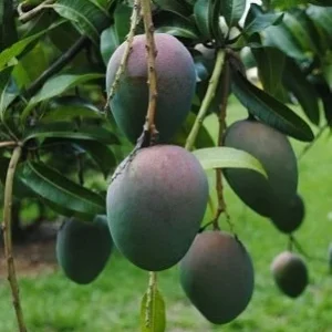 Kent Mango Tree Live Plant – Grafted – 1 to 2 Feet Tall – Tropical Fruit - Image 1
