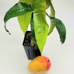 Kent Mango Tree Live Plant - Tropical Fruit Tree, 1-2 ft Tall, Indoor/Outdoor - Image 2