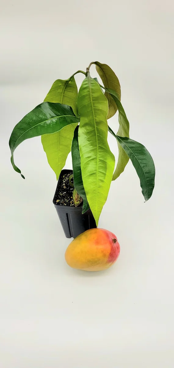 Kent Mango Tree Live Plant - Tropical Fruit Tree, 1-2 ft Tall, Indoor/Outdoor - Image 2