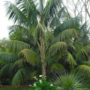 Kentia Palm (Howea Forsteriana) Live Plant – Large 3 Gallon Pot – Indoor/Outdoor - Image 3