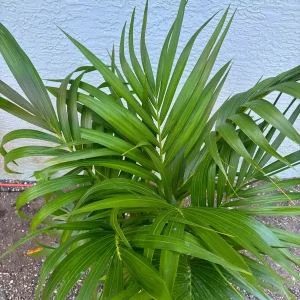 Kentia Palm (Howea Forsteriana) Live Plant – Large 3 Gallon Pot – Indoor/Outdoor - Image 4