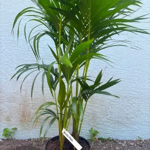 Kentia Palm (Howea Forsteriana) Live Plant – Large 3 Gallon Pot – Indoor/Outdoor - Image 5