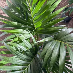Kentia Palm (Howea Forsteriana) Live Plant – Large 3 Gallon Pot – Indoor/Outdoor - Image 8