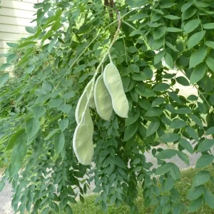 Kentucky Coffee Tree Live Plant, Gymnocladus dioicus, 8-16 Inches Tall - Image 2