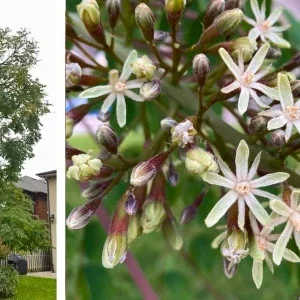 Kentucky Coffee Tree Live Plant - Up to 2 ft Tall - Outdoor Deciduous Shade Tree - Image 6