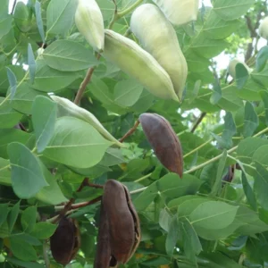 Kentucky Coffeetree Live Plant - 1 Quart Pot, Dormant Shade Tree - Image 3