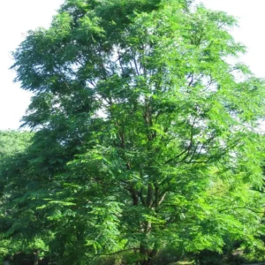 Kentucky Coffeetree Live Plant - 1 Quart Pot, Dormant Shade Tree - Image 1