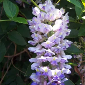 Kentucky Wisteria Blue Moon Live Plant 6" Pot - Fragrant Vine - Image 1