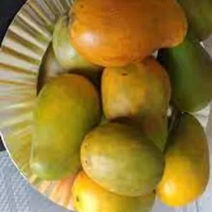 Kesar Mango Tree Live Plant - 1 Gallon Pot - Sweet, Aromatic Fruit for Home Garden - Image 4