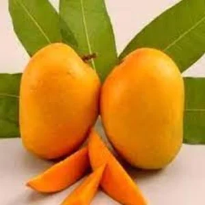 Kesar Mango Tree Live Plant - 1 Gallon Pot - Sweet, Aromatic Fruit for Home Garden - Image 1