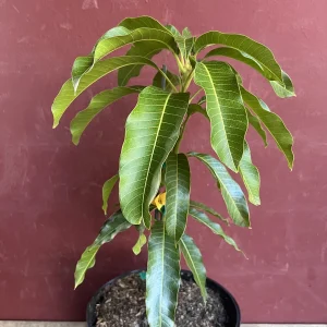 Kesar Mango Tree Live Plant - Grafted in 3 Gallon Pot - Fruit Bearing - Image 2