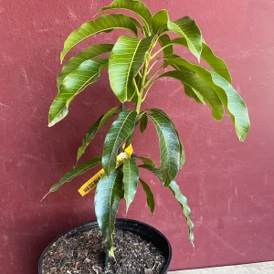 Kesar Mango Tree Live Plant - Grafted in 3 Gallon Pot - Fruit Bearing - Image 5