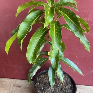 Kesar Mango Tree Live Plant - Grafted in 3 Gallon Pot - Fruit Bearing - Image 7