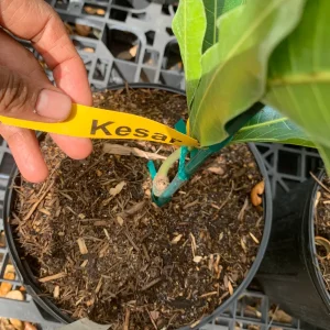 Kesar Mango Tree Live Plant - Grafted Indian Queen Variety - 2ft Tall - 2 Gallon Pot - Fruit Tree - Image 3