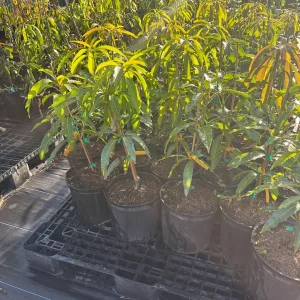 Kesar Mango Tree Live Plant - Grafted Indian Queen Variety - 2ft Tall - 2 Gallon Pot - Fruit Tree - Image 4