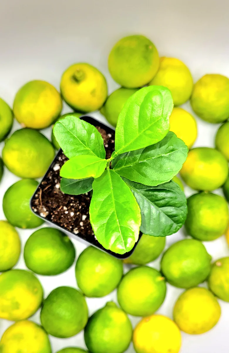 Key Lime Seedlings Live Plant – 3-5 Inches Tall – Grow Your Own Citrus Fruit - Image 2