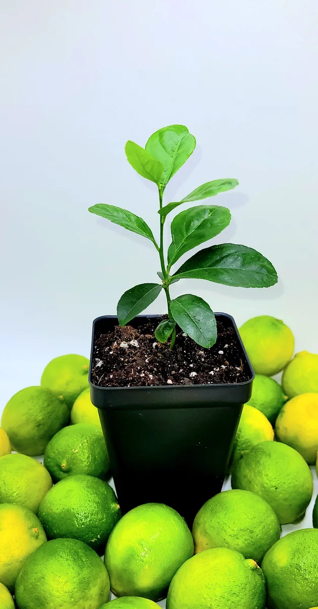 Key Lime Seedlings Live Plant – 3-5 Inches Tall – Grow Your Own Citrus Fruit - Image 3