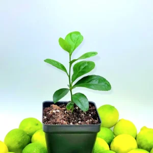 Key Lime Seedlings Live Plant – 3-5 Inches Tall – Grow Your Own Citrus Fruit - Image 4