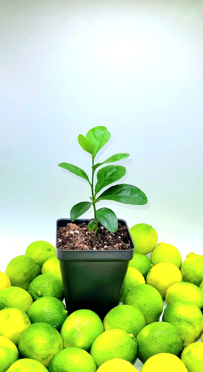 Key Lime Seedlings Live Plant – 3-5 Inches Tall – Grow Your Own Citrus Fruit - Image 4
