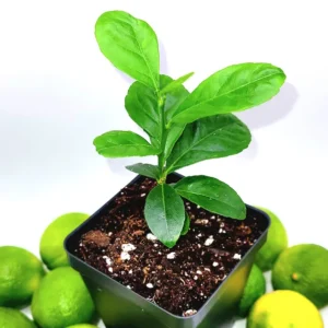Key Lime Seedlings Live Plant – 3-5 Inches Tall – Grow Your Own Citrus Fruit - Image 5