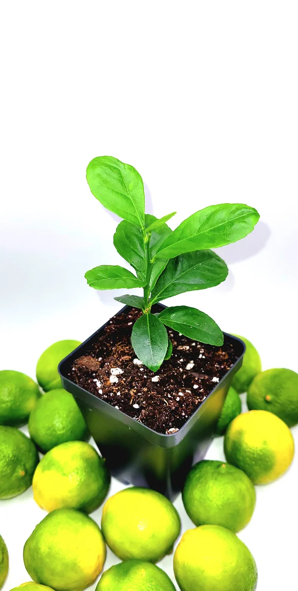 Key Lime Seedlings Live Plant – 3-5 Inches Tall – Grow Your Own Citrus Fruit - Image 5