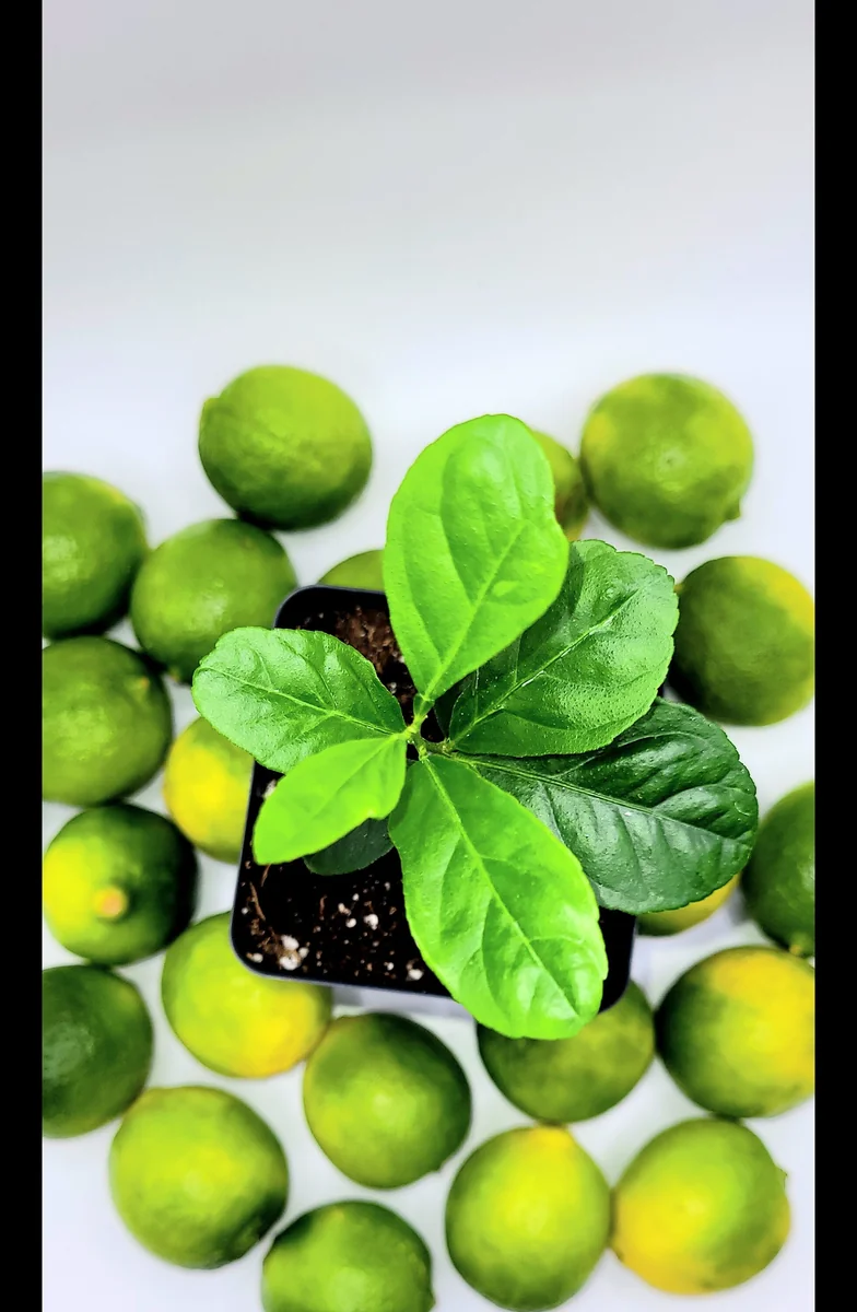 Key Lime Seedlings Live Plant – 3-5 Inches Tall – Grow Your Own Citrus Fruit - Image 6
