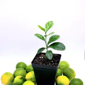 Key Lime Seedlings Live Plant – 3-5 Inches Tall – Grow Your Own Citrus Fruit - Image 7