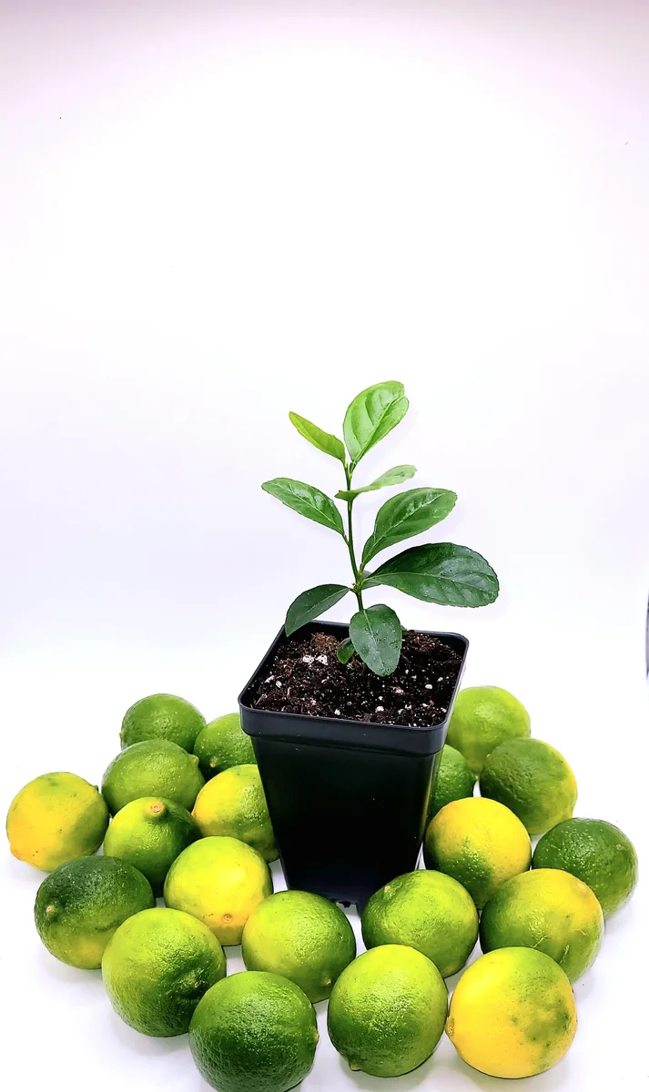 Key Lime Seedlings Live Plant – 3-5 Inches Tall – Grow Your Own Citrus Fruit - Image 7