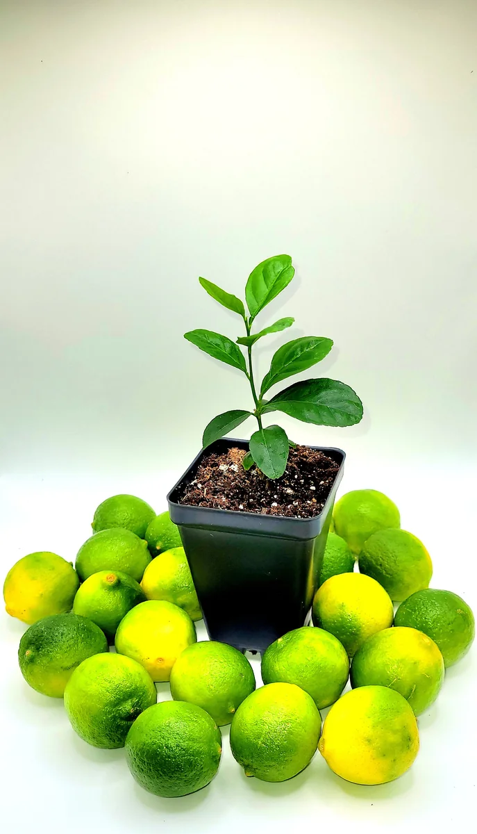 Key Lime Seedlings Live Plant – 3-5 Inches Tall – Grow Your Own Citrus Fruit - Image 1