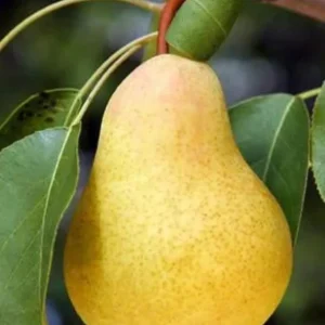 Kieffer Pear Tree Live Plant - 4 Ft Tall in 3 Gallon Pot - Fruit Tree - Image 1