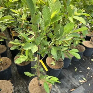 Kilo Guava Live Plant – 3ft Tall, Air Layered, 3 Gallon Pot – Outdoor Fruit Tree - Image 5