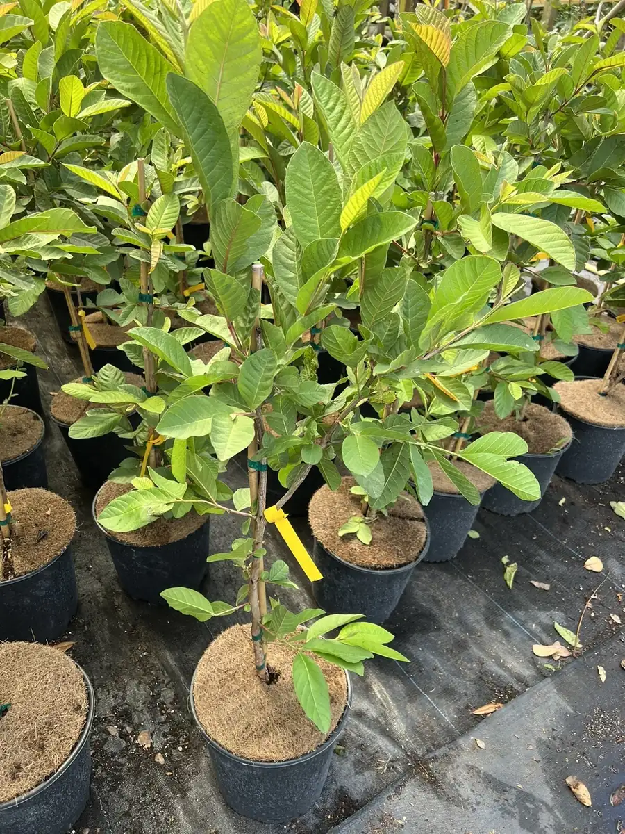 Kilo Guava Live Plant – 3ft Tall, Air Layered, 3 Gallon Pot – Outdoor Fruit Tree - Image 5