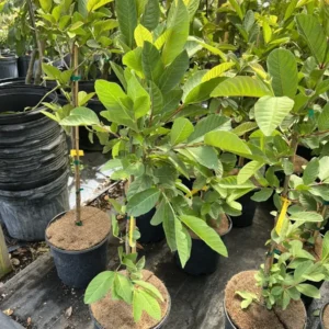 Kilo Guava Live Plant – 3ft Tall, Air Layered, 3 Gallon Pot – Outdoor Fruit Tree - Image 6