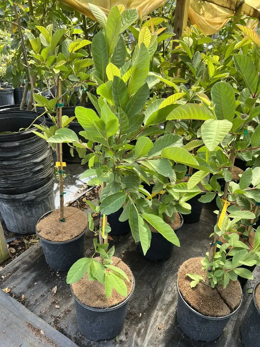 Kilo Guava Live Plant – 3ft Tall, Air Layered, 3 Gallon Pot – Outdoor Fruit Tree - Image 6