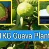 Kilo Guava Tree Live Plant – 2 Feet Tall Airlayered – 3 Gallon Pot - Image 1